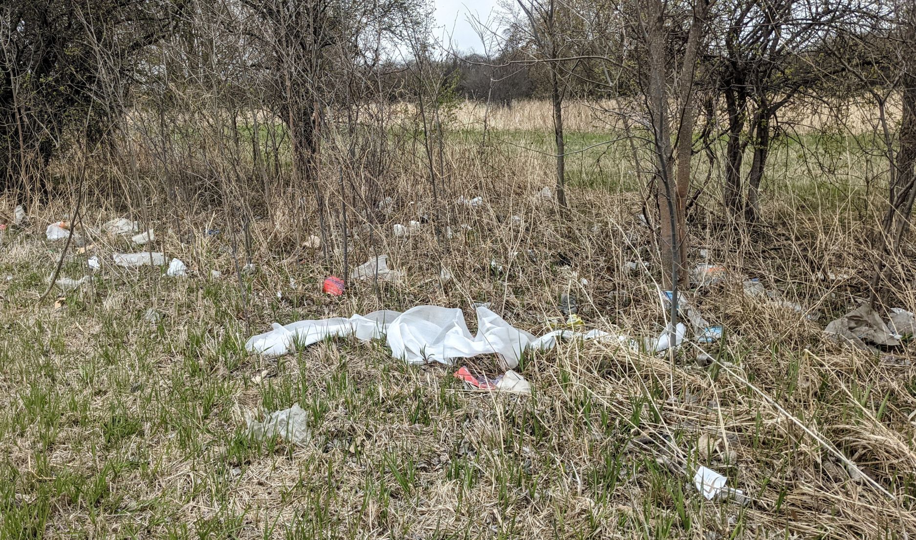 LITTER 1.jpg